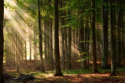 Fotobehang prachtig herfstbos_42651537_DS